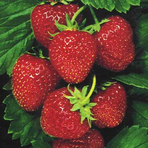 buah strawberry manis